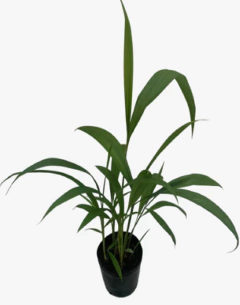 Pasto Palmera en internet