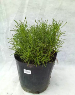Santolina Japonica - comprar online