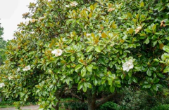 Magnolia Grandiflora en internet