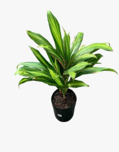 Dracena Kiwi en internet