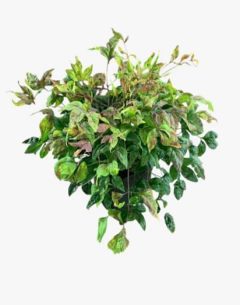 Nandina Fire Power en internet