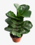 Ficus Pandurata Bambino - comprar online