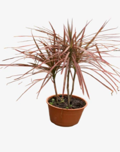 Dracena Tricolor en internet