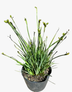Sisyrinchium Californicum - comprar online
