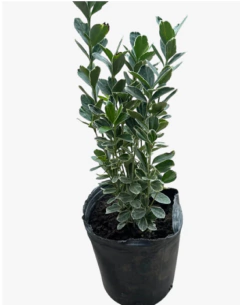 EUONYMUS ARGENTEA