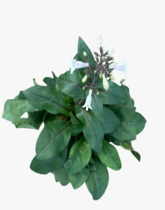 Penstemon Digitalis - comprar online