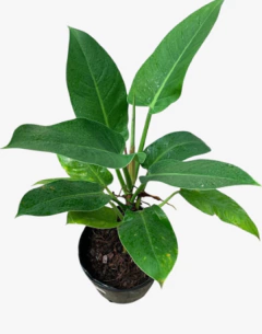 Philodendro Imperial Green en internet