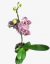 Orquídea Phalaenopsis B premium - comprar online