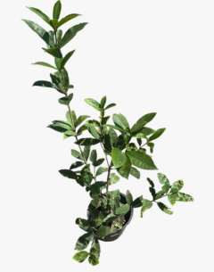 Olea fragans - comprar online