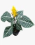 Aphelandra scuarrosa