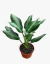 Aglonema Pattaya - comprar online