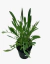 Coreopsis Grandiflora en internet