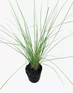 Pennisetum Setaceum Rupelli - comprar online