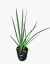 Dietes Vegeta Grandiflora en internet