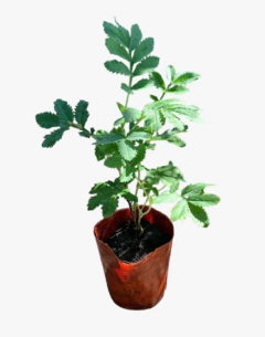 Melianthus Major - comprar online