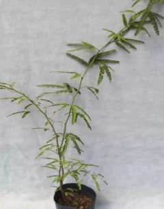 Algarrobo blanco - comprar online