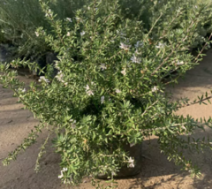 Westringia Fructicosa en internet