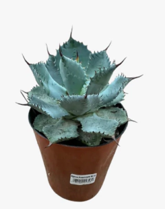 Agave Potatorum