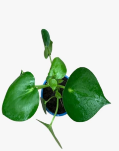 Pilea Polybotrya Kunt en internet