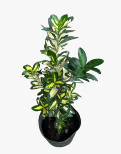 EUONYMUS AUROVARIEGATA - comprar online