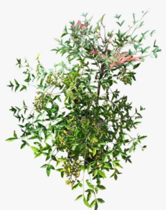 Nandina domestica en internet