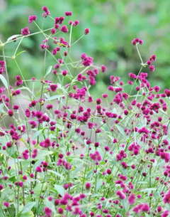 Alternatera Porrigens