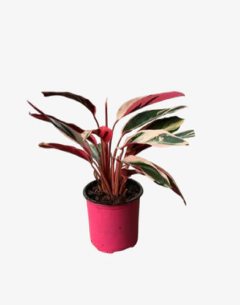 Calathea Stromante Sanguinea en internet