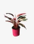 Calathea Stromante Sanguinea en internet