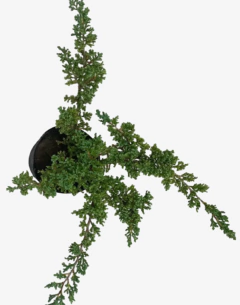 Juniperus Horizontalis Procumbens Nana en internet