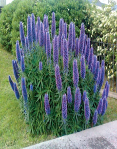 Echium Fastuosum