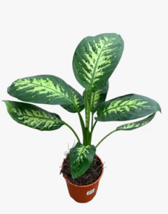 Diefenbachia Tropic en internet