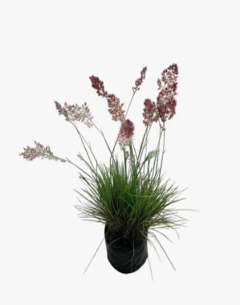 Melinis Repens - comprar online
