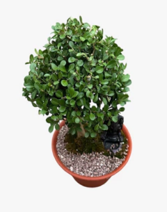 Buxus Bonsai - comprar online