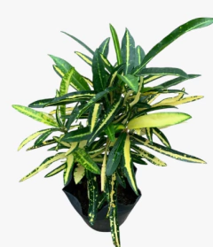 Croton Fideo en internet