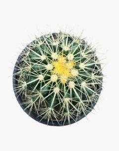CACTUS M12 en internet