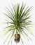 Dracena Verde - comprar online