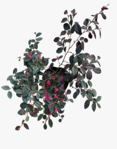Loropetalum - comprar online