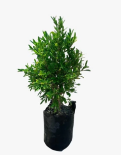 Buxus linearifolia en internet