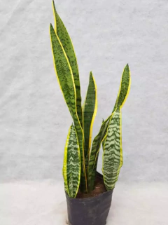 Sansevieria Variegada - vivero vip garden