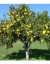 Pomelo Blanco Injertado - comprar online