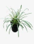 Liriope Variegata en internet