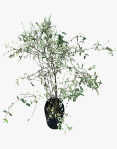 Ligustrum Sinense Variegata Alba