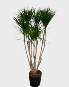 Dracena Marginata Varias Puntas en internet