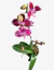 Orquídea Phalaenopsis B premium en internet