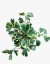 Ficus Triangularis en internet