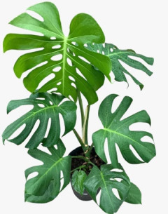 Monstera - Costilla de Adan en internet