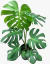 Monstera deliciosa - tienda online