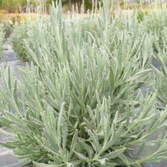Lavanda Lanatta en internet