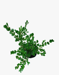 Buxus Sempervirens - vivero vip garden