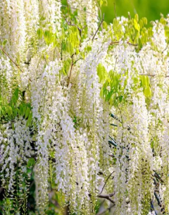 Glicinia - vivero vip garden